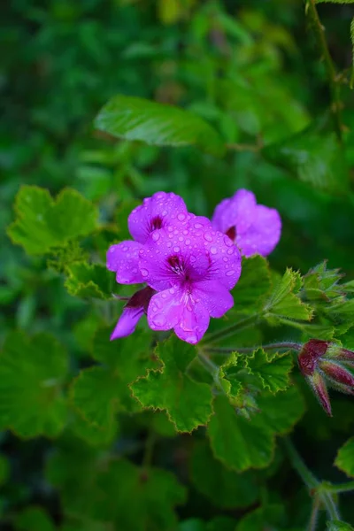 Egy Daru Virágának Közelsége Erdőben — Stock Fotó