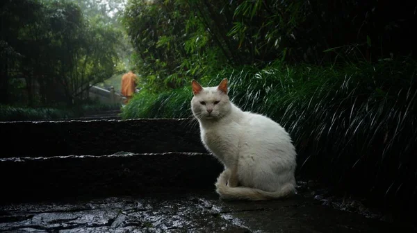 Biały Turecki Kot Angora Ukrywający Się Przed Deszczem Pod Krzakiem — Zdjęcie stockowe