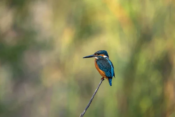 枝に鮮やかな青と黄色の羽を持つ川のカワセミのクローズアップショット — ストック写真