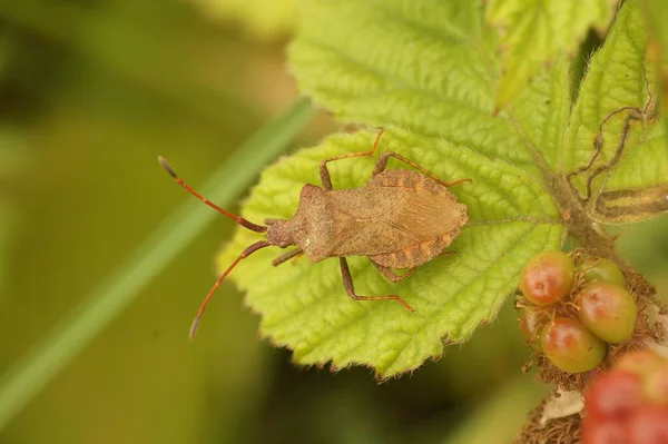 Dock Bug Coreus Marginatus Perched Green Leaf — Stock Photo, Image