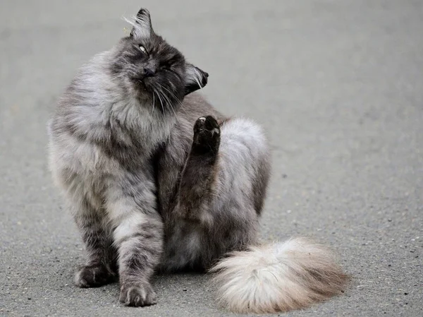 Een Schattige Harige Kat Die Een Asfaltweg Zit Zichzelf Krabt — Stockfoto