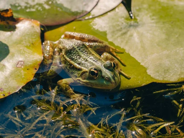 Nahaufnahme Eines Frosches Teich — Stockfoto