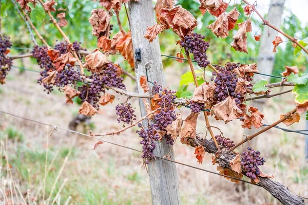 Close View Dry Bunches Purple Grapes Hanging Plant Vineyard — Stock Photo, Image