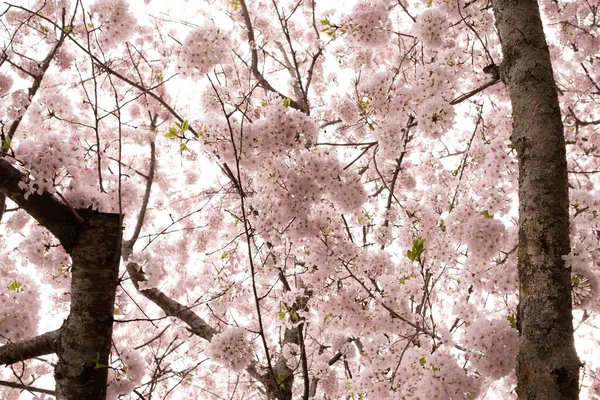 在蓝天的映衬下 有绽放的粉红色花朵的树枝的选择性聚焦点 — 图库照片