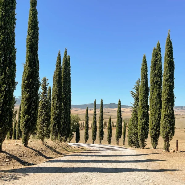 Road Desert Cypress Trees Blue Sky — Stock Photo, Image