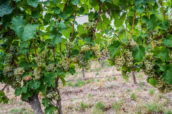 Вид Гроздья Зеленого Винограда Свисающие Завода Винограднике — стоковое фото