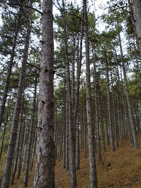 Pionowe Ujęcie Drzew Lesie — Zdjęcie stockowe