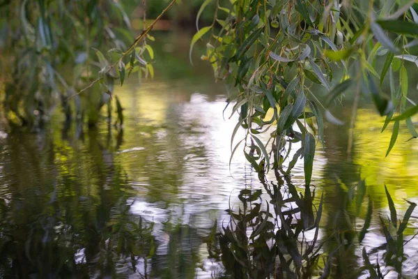 Eine Nahaufnahme Von Grünen Weidenblättern Die Sich Auf Einem See — Stockfoto