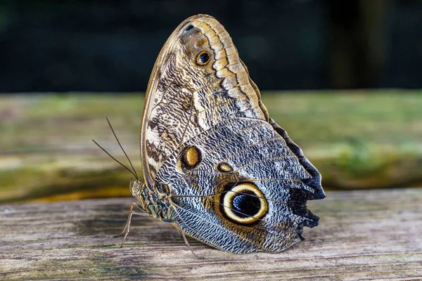 Zbliżenie Hipnotyzującego Sowy Motyla Caligo Eurilochus Drewnianej Fakturze — Zdjęcie stockowe