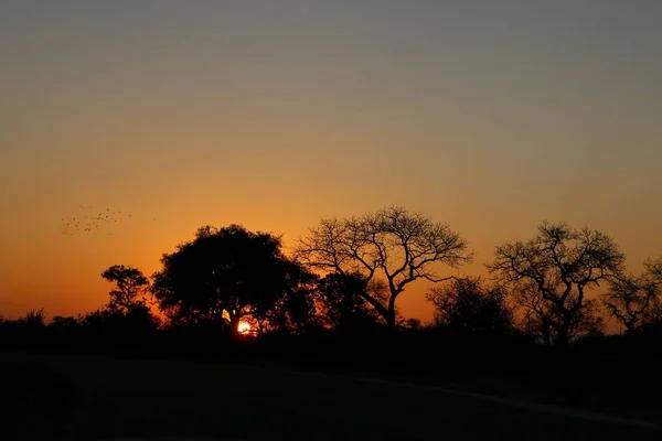 Die Silhouetten Verschiedener Bäume Bei Sonnenuntergang Kühl Für Den Hintergrund — Stockfoto
