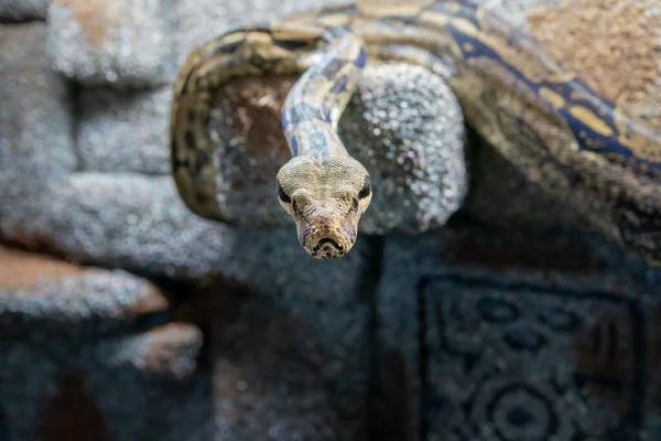 Zbliżenie Zdjęcia Węża Dusiciela Boa Ślizgającego Się Skalnej Ścianie — Zdjęcie stockowe