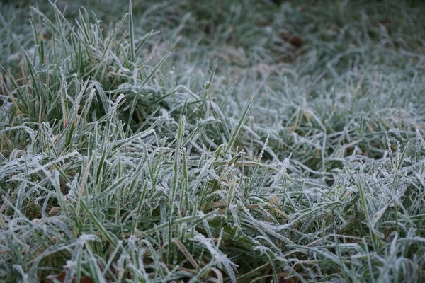 Vacker Frost Ängen — Stockfoto