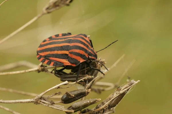 Närbild Graphosoma Lineatum Sköld Bug Torra Kvistar — Stockfoto