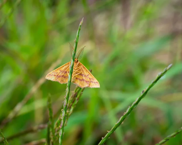 蝶泳蝴蝶对茎的有选择的聚焦 — 图库照片