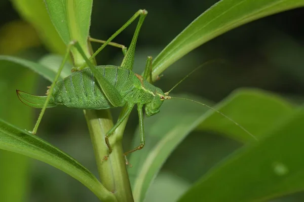 Bulanık Arka Planda Yeşil Benekli Bir Cırcır Böceği Leptophyes Punctatissima — Stok fotoğraf