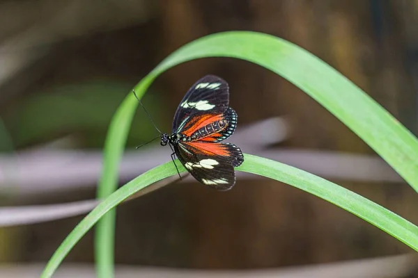 Yeşil Bir Yaprağın Üzerinde Oturan Güzel Doris Longwing Kelebeğinin Yakın — Stok fotoğraf