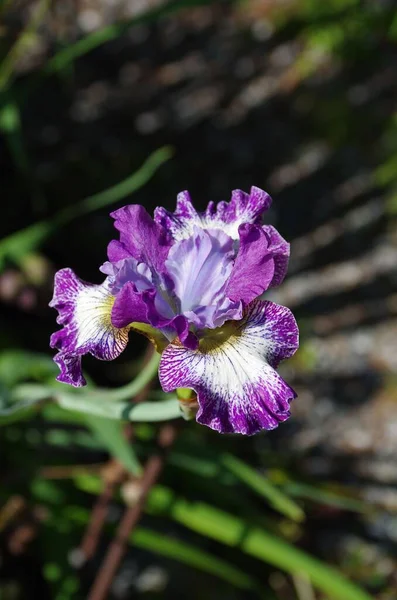 Ett Grunt Fokus Skäggigt Iris Iris Germanica Flowe — Stockfoto