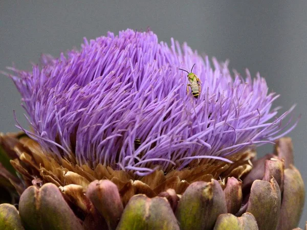 Macro Shot Insect Purple Blossom Globe Artichoke — Stock Photo, Image