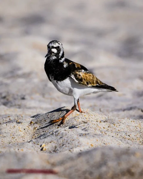 Vertikal Bild Ruddy Turnstone Fågel Stranden Augustine Florida Usa — Stockfoto