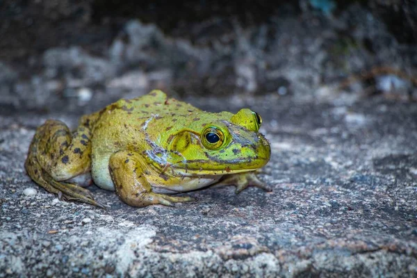 岩石上一只绿色青蛙的特写镜头 — 图库照片