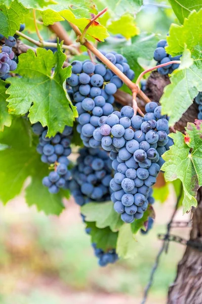 Vertical View Bunches Purple Grapes Hanging Plant Vineyard — Stock Photo, Image