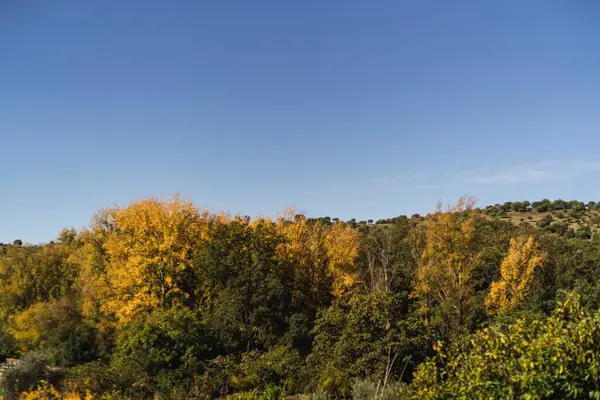 Een Laag Uitzicht Een Prachtig Bos Buurt Van Bergen — Stockfoto