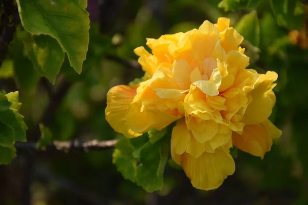 Close Terry Hibisco Amarelo Crescendo Jardim — Fotografia de Stock