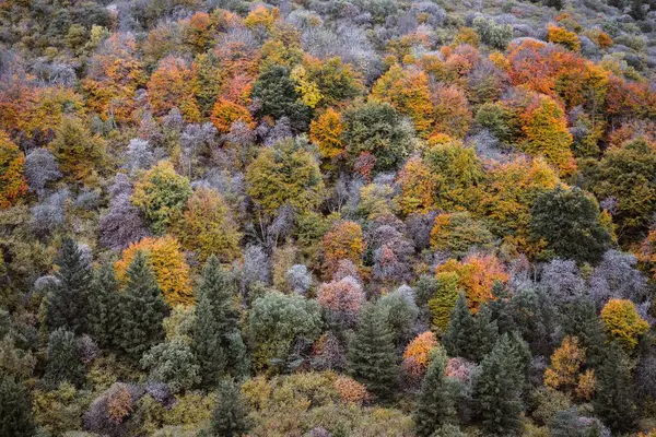 Αεροφωτογραφία Δάσους Φθινόπωρο — Φωτογραφία Αρχείου