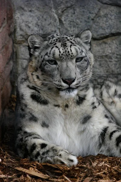 一只白虎在灰石墙上放松的垂直镜头 — 图库照片