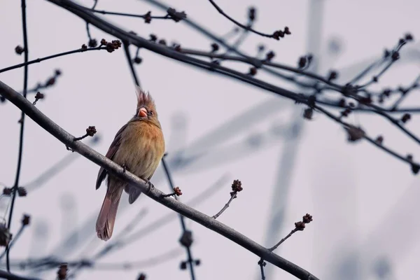 冬日里 一只知更鸟栖息在树枝上的低角镜头 — 图库照片