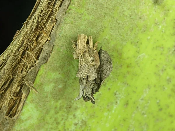 Closeup Eumeta Bagworm Moth Perched Leaf — Stock Photo, Image