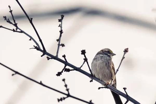 Low Angle Shot Sparrow Bird Perched Tree Branch Winter — Stock Photo, Image