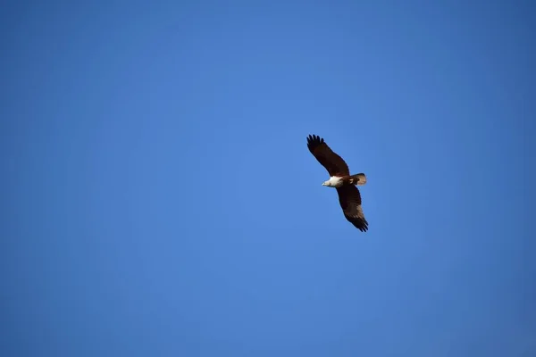 하늘을 독수리의 아름다운 — 스톡 사진