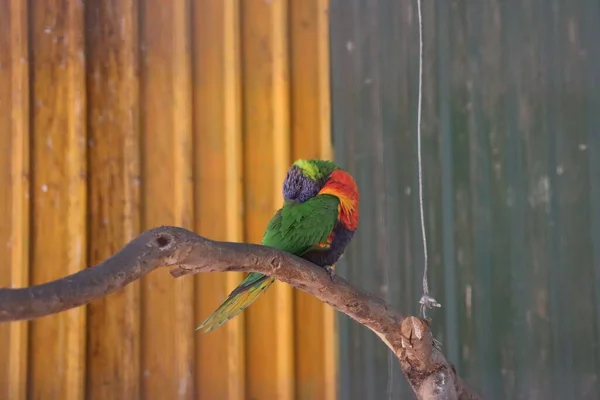 Egy Aranyos Színes Papagáj Ágon Tisztítja Tollát — Stock Fotó