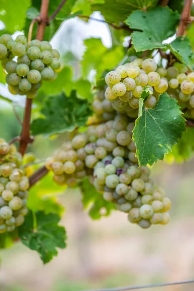 Vertical View Bunches Green Grapes Hanging Plant Vineyard — Stock Photo, Image