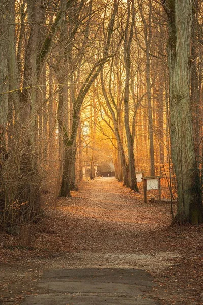 Vue Verticale Automne Lumineux Dans Forêt Mariahilfberg Amberg — Photo