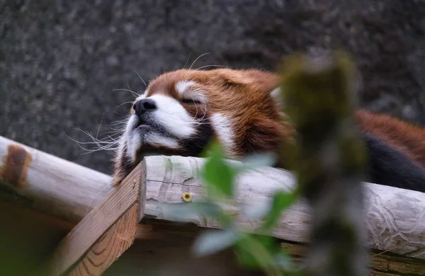 Closeup Cute Sleeping Red Panda Lying Wooden Surface — Stock Photo, Image