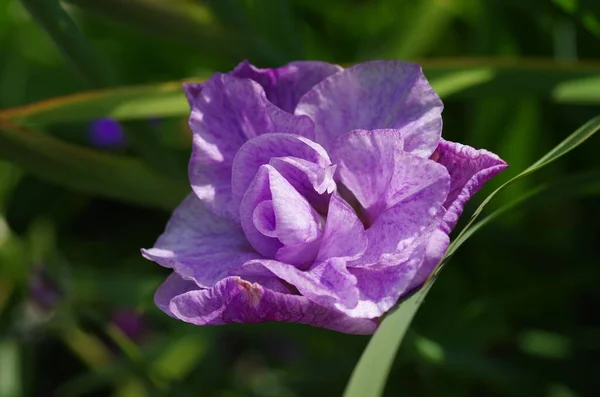 Selektiver Fokus Einer Lila Iris Sibirica Blume — Stockfoto