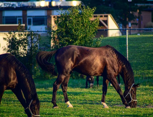 美丽的深褐色的马在农田里吃草 — 图库照片