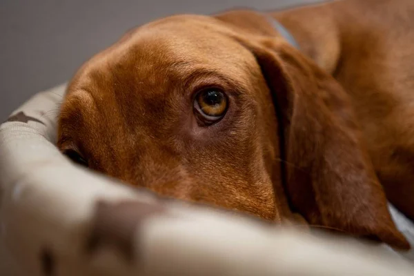 Retrato Close Cão Vizsla Descansando Sua Cama Com Fundo Desfocado — Fotografia de Stock