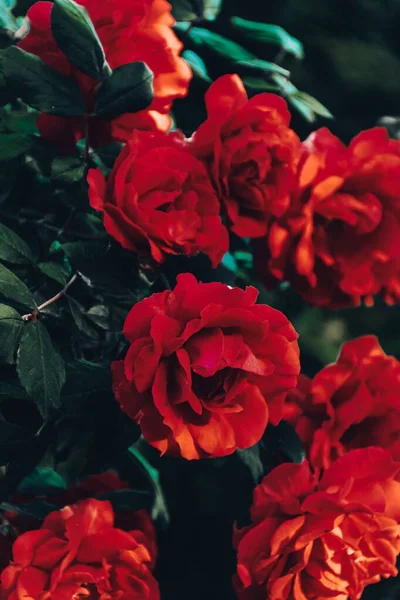Vertikal Närbild Bild Blommande Klarröda Rosor Buske — Stockfoto