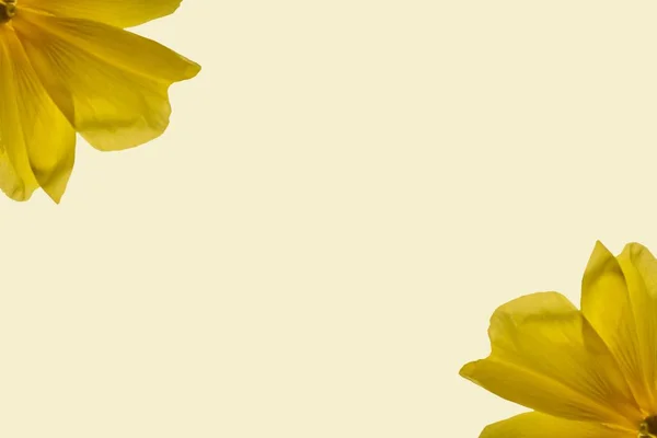 Lekkie Tło Dwoma Żółtymi Kwiatami Przestrzeń Kopiowania Środku — Zdjęcie stockowe