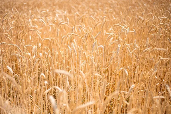 Вид Пшеничное Поле — стоковое фото