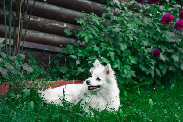 Cute Japanese Spitz Dog Canis Lupus Familiaris Sitting Grass Flower — Stock Photo, Image