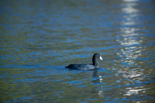 Avrasya Yaban Ördeği Fulica Atra Bir Gölün Parlak Sularında Yüzer — Stok fotoğraf