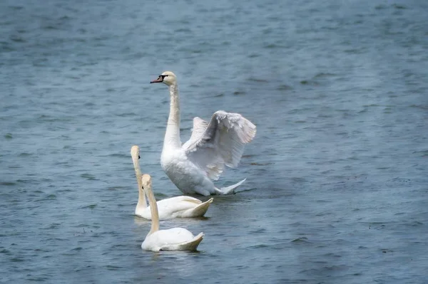 Три Белых Лебедя Озере — стоковое фото