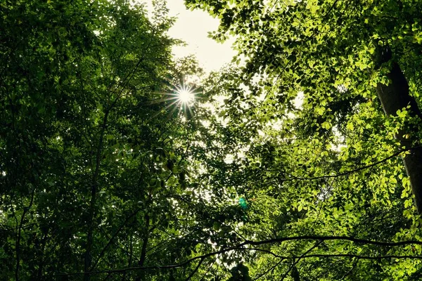 Живописный Снимок Солнца Сияющего Сквозь Зеленые Листья Летнем Лесу — стоковое фото