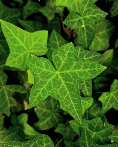 Вертикальний Знімок Зеленого Листя — стокове фото
