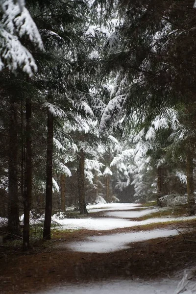 Snowy Road Spruce Forest — Stock Photo, Image