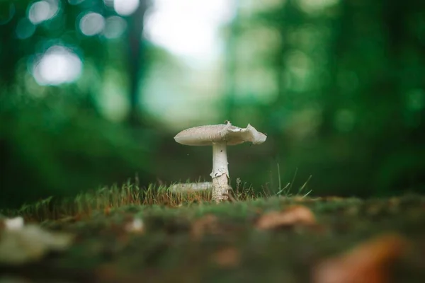 森の中で雨の後湿った地面に死のキャップキノコの浅いフォーカスショット — ストック写真